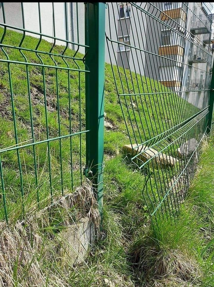 dziki-zniszczyy-murawe-stadionu-w-swieradowie-109079