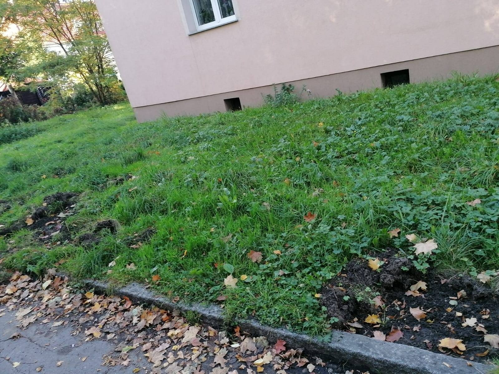dziki-to-juz-plaga-109672