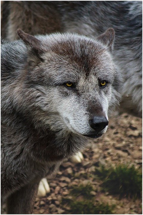 uwaga-na-wilki-109864