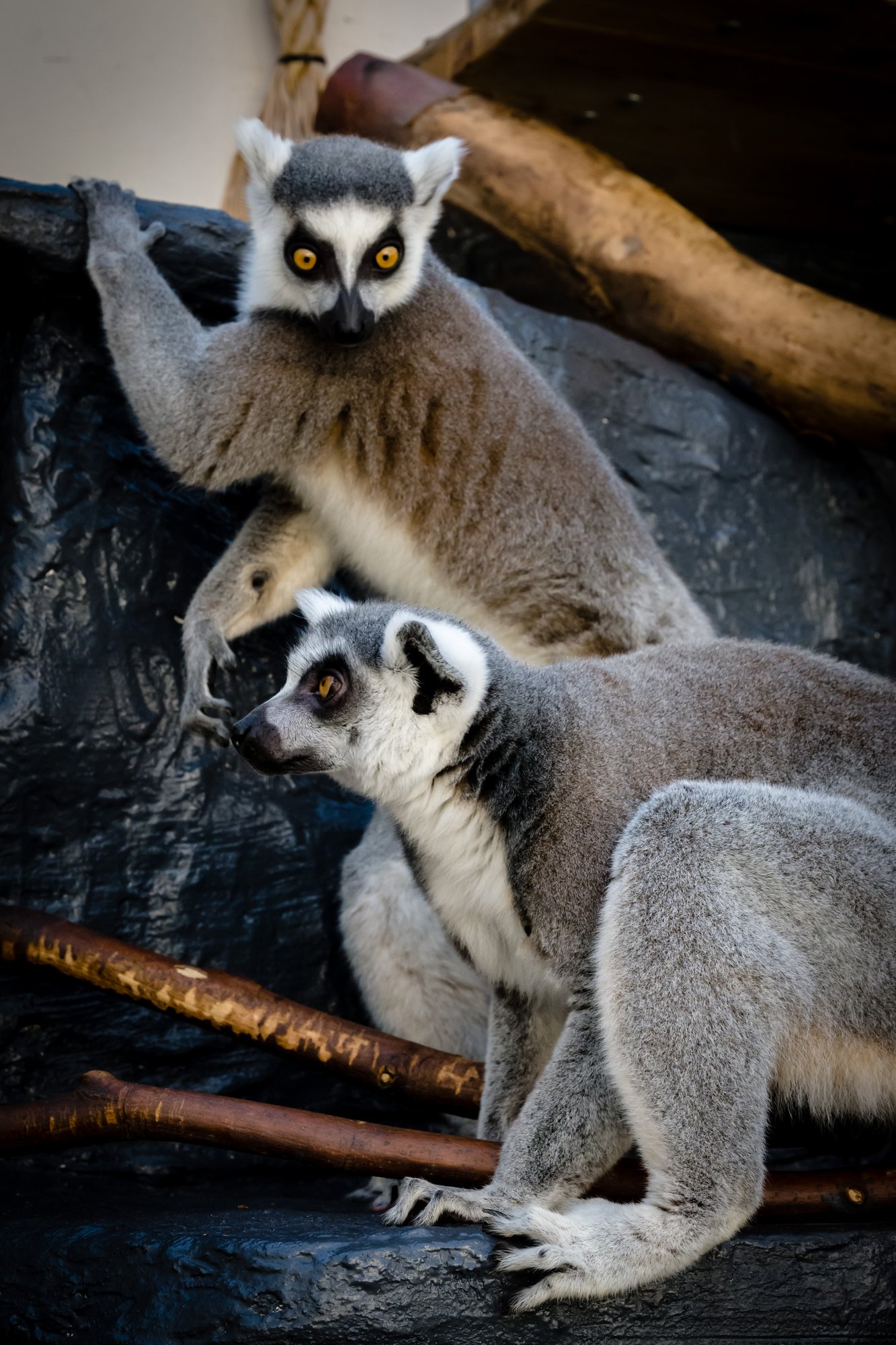 palmiarnia-z-lemurami-109882