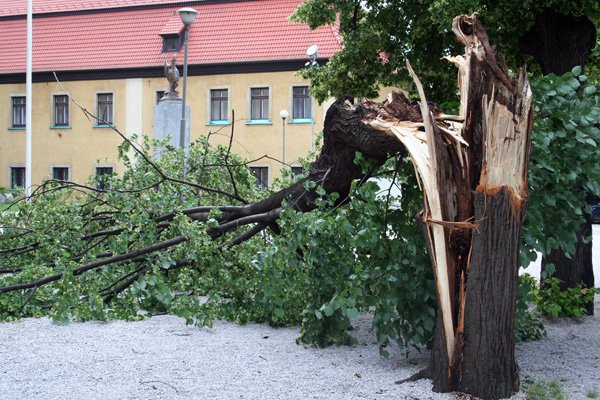 Stare drzewa nie wytrzymują naporu bardzo silnego wiatru.