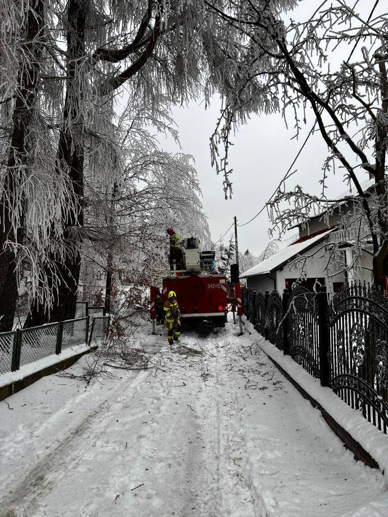 przez-szadz-padaja-drzewa-112598