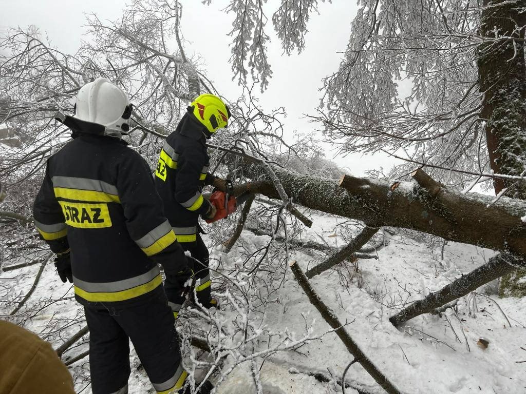 przez-szadz-padaja-drzewa-112598