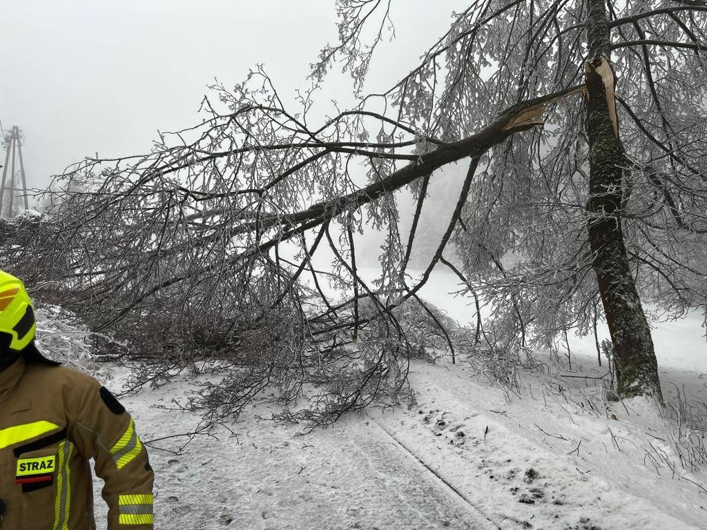 przez-szadz-padaja-drzewa-112598