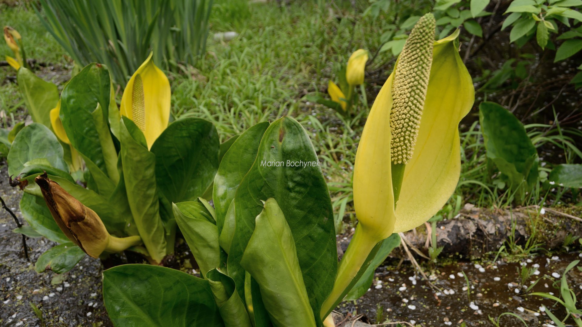 botaniczne-odkrycie-113177