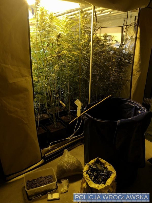 plantacja-konopi-i-marihuana-w-mieszkaniu-113226