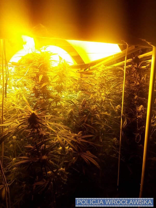 plantacja-konopi-i-marihuana-w-mieszkaniu-113226