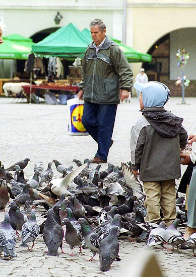 Plaga gołębi to już nie jest kłopot tylko placu Ratuszowego – to problem całej Jeleniej Góry. Miezkańcy liczą, że rozwiązaniem tej sprawy powinni zająć się radni.