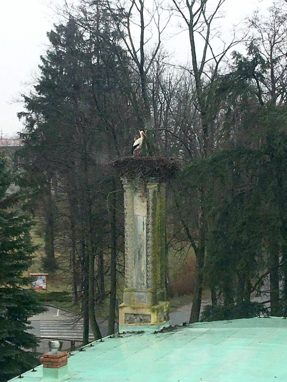 bociani-zwiadowca-113983