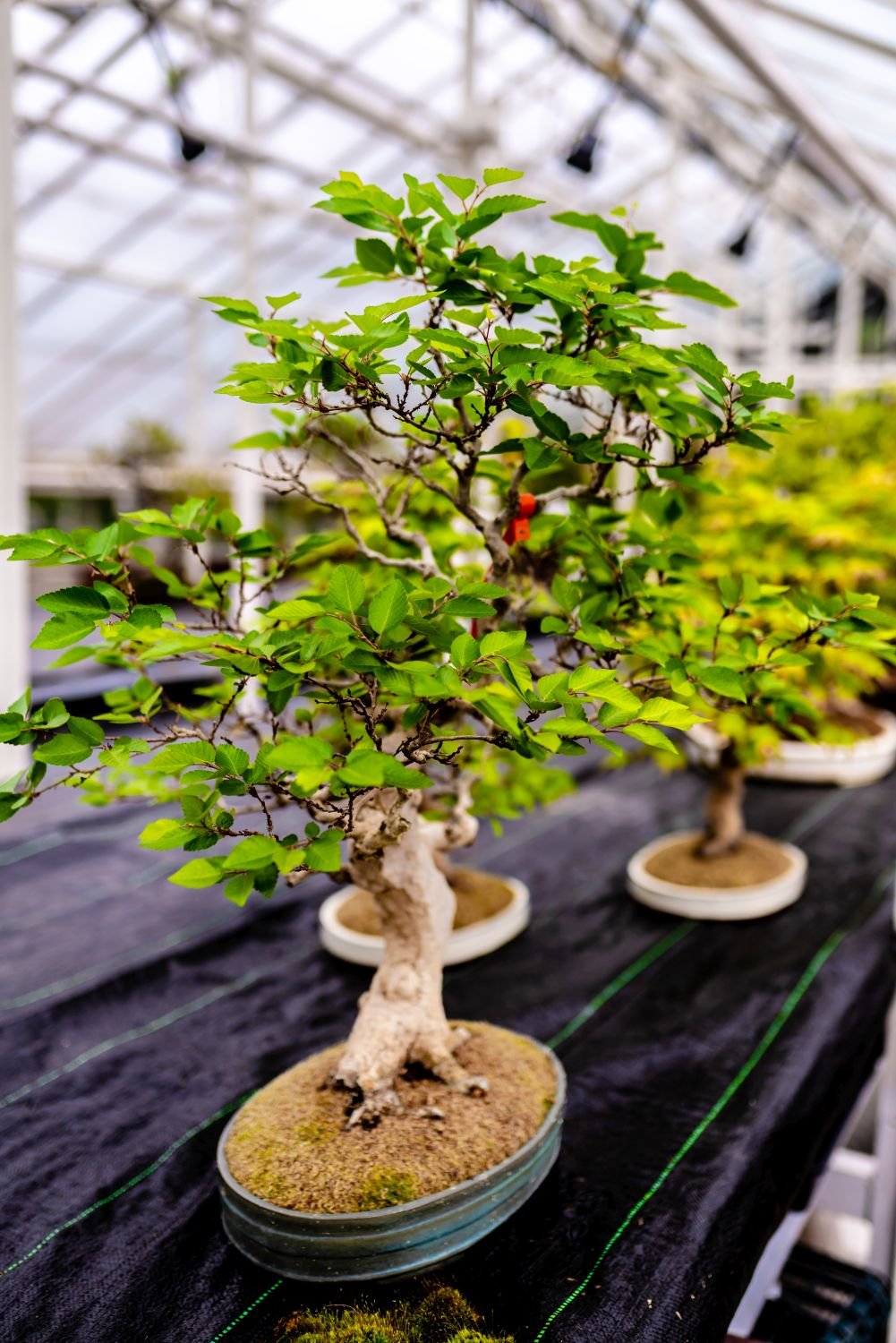 polowanie-na-jajka-i-warsztaty-bonsai-w-ksiazu-114417