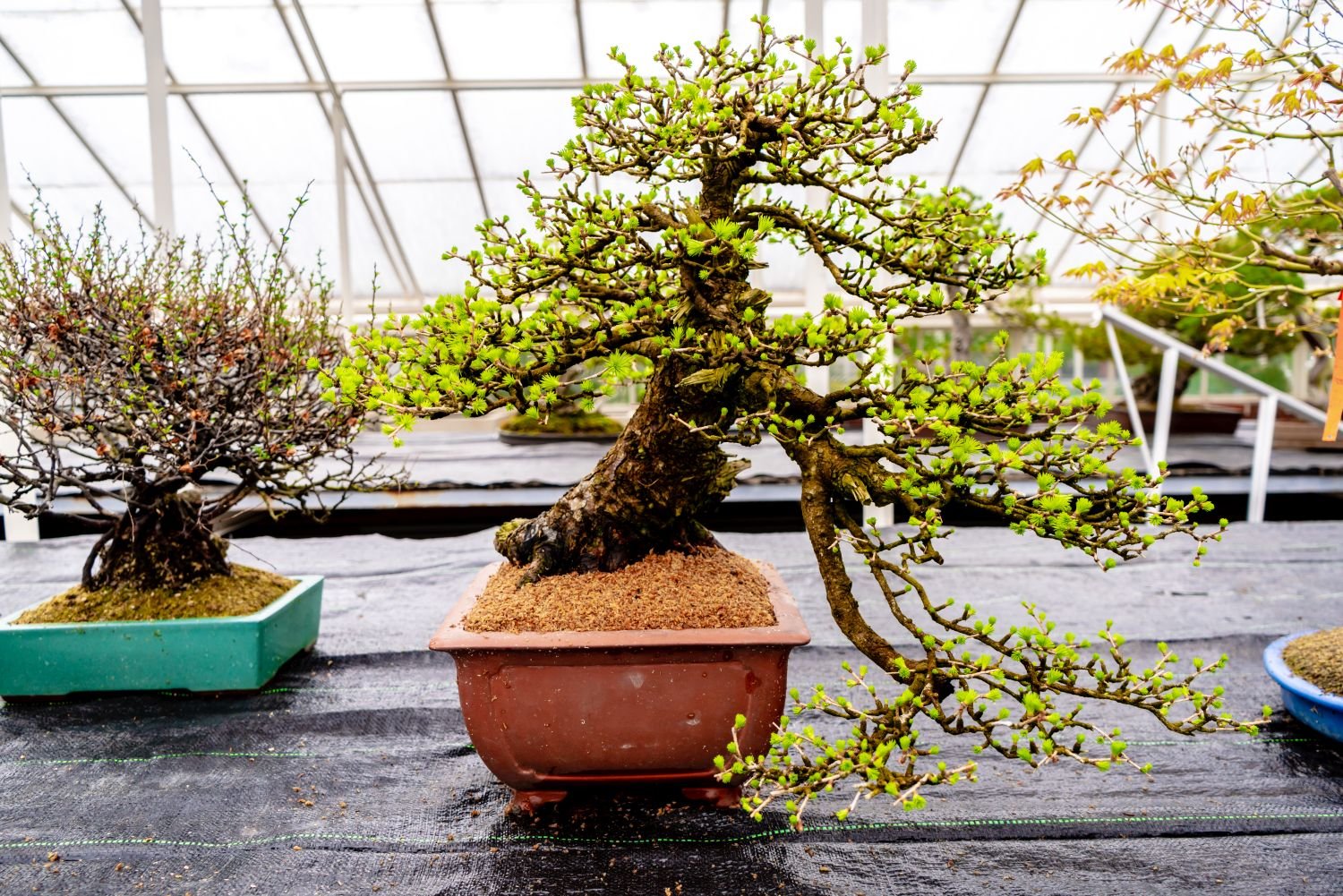 polowanie-na-jajka-i-warsztaty-bonsai-w-ksiazu-114417