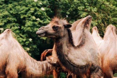 dzien-miosnikow-zoo-114440