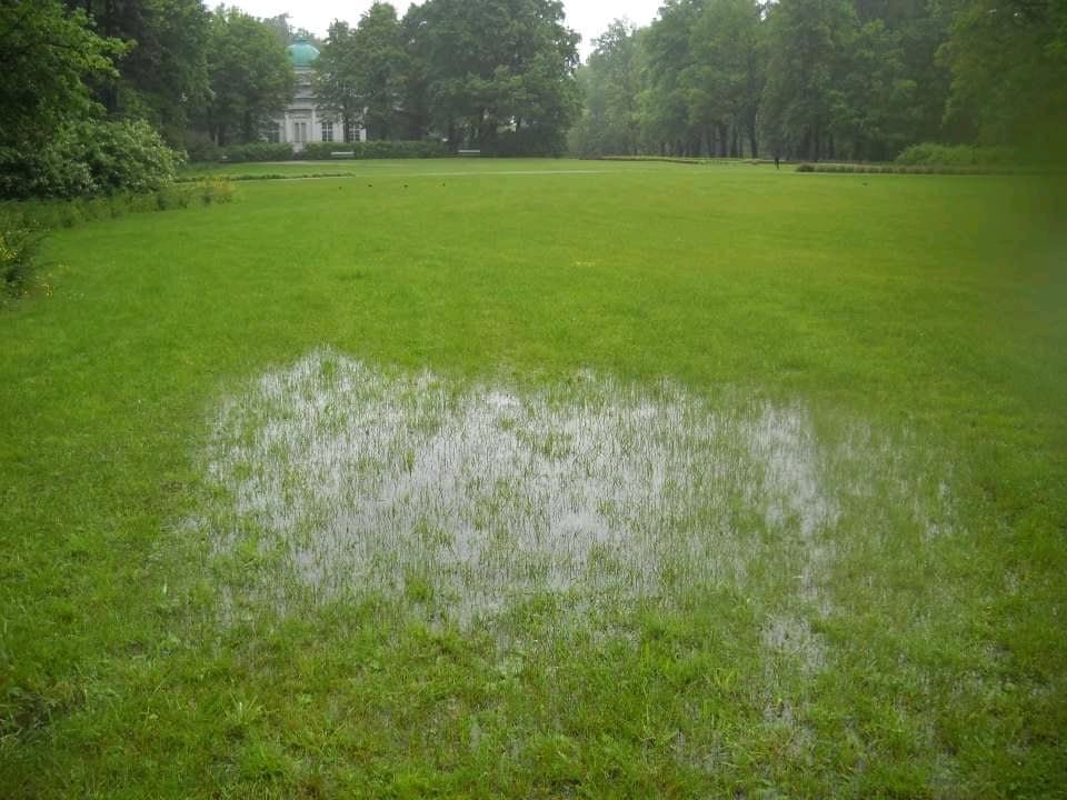 pole-ryzowe-w-miejsce-palmiarni-za-15-mln-zotych-114681