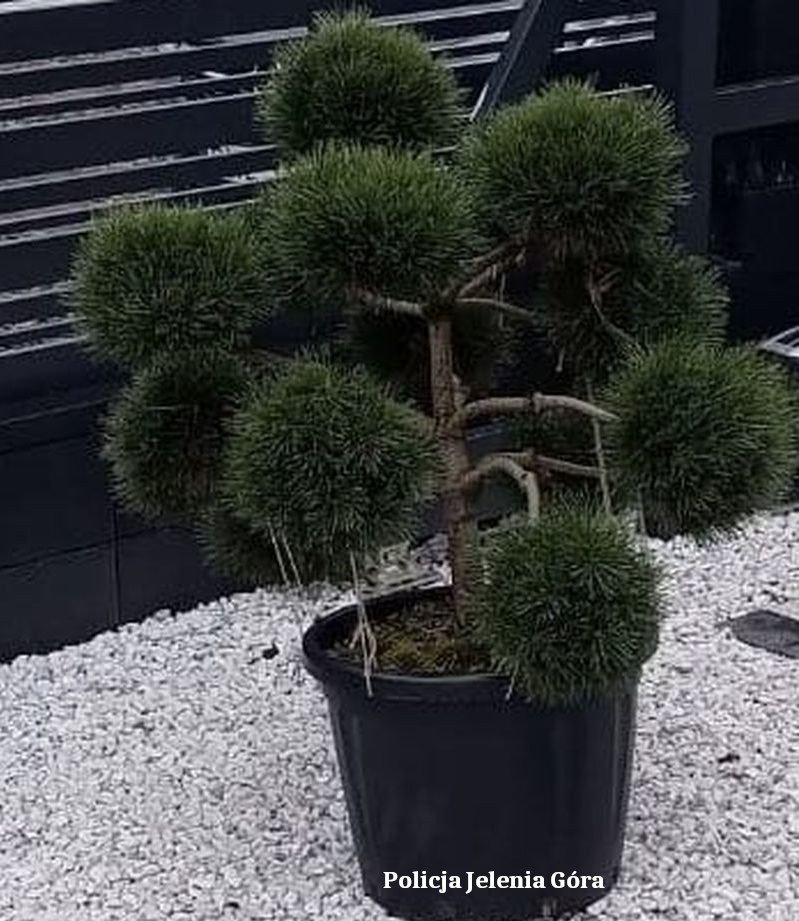 zodziej-wynios-drzewko-bonsai-114765