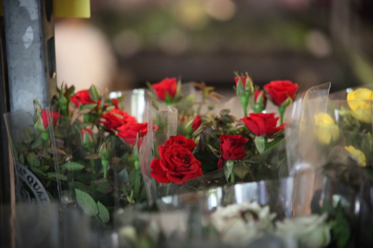 festiwal-roslin-w-karpaczu-114798