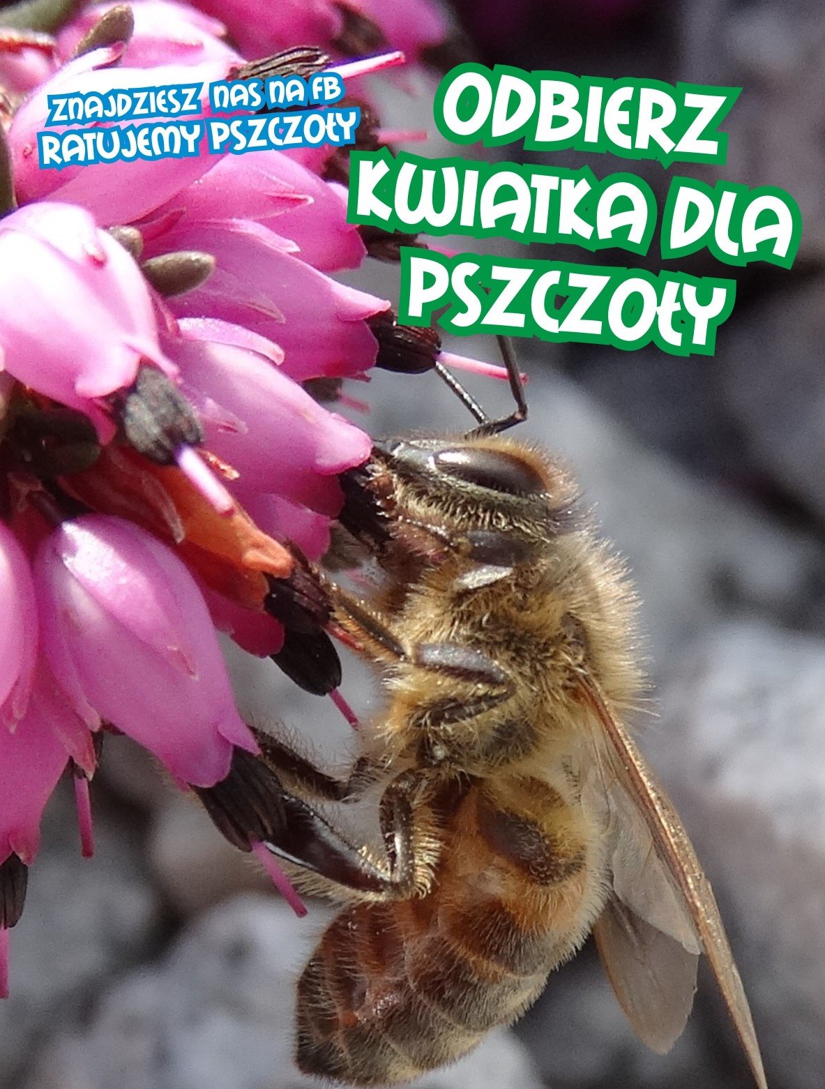 do-nowego-rynku-po-miododajny-kwiat-115066