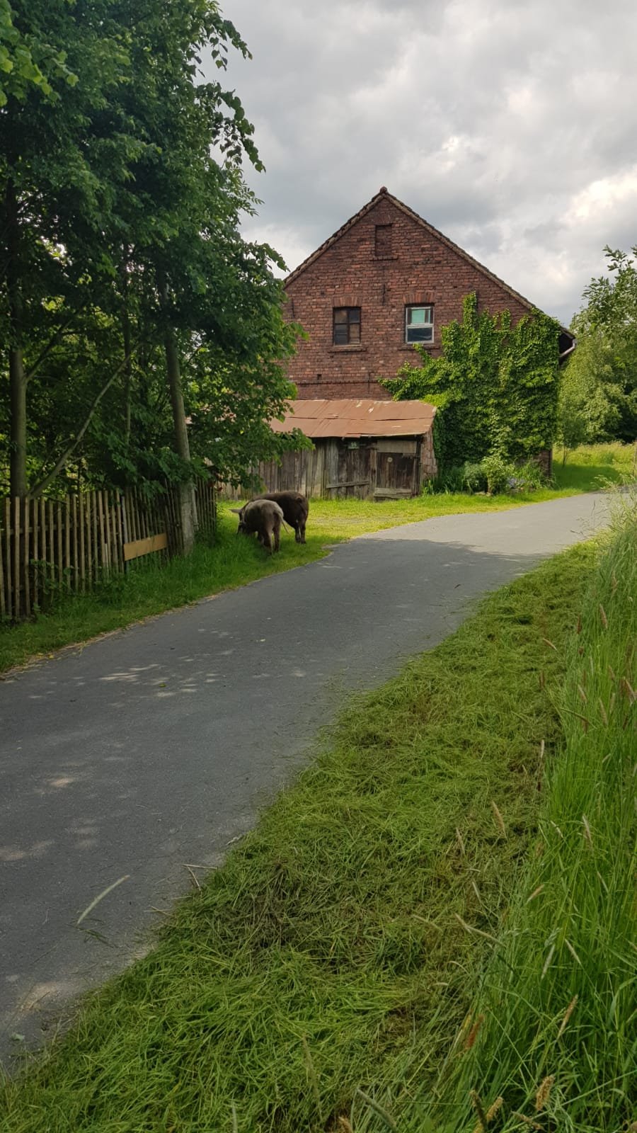 czyje-to-swinie-116080