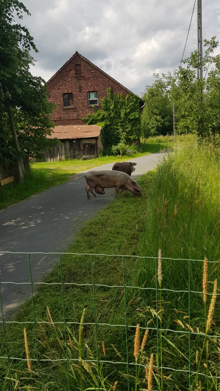 czyje-to-swinie-116080