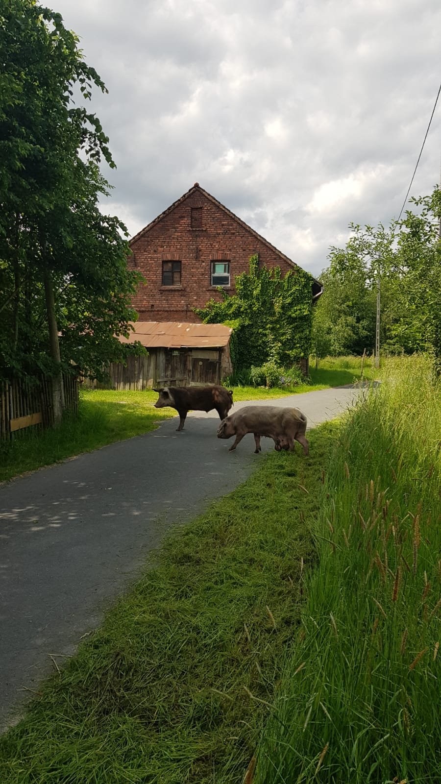 czyje-to-swinie-116080