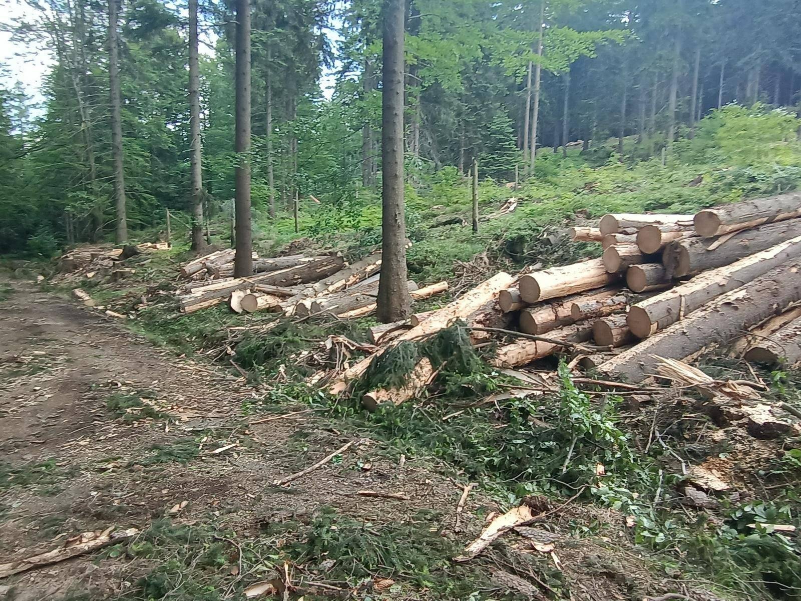 czytelnik-okaleczony-las-w-dolinie-czerwienia-116253