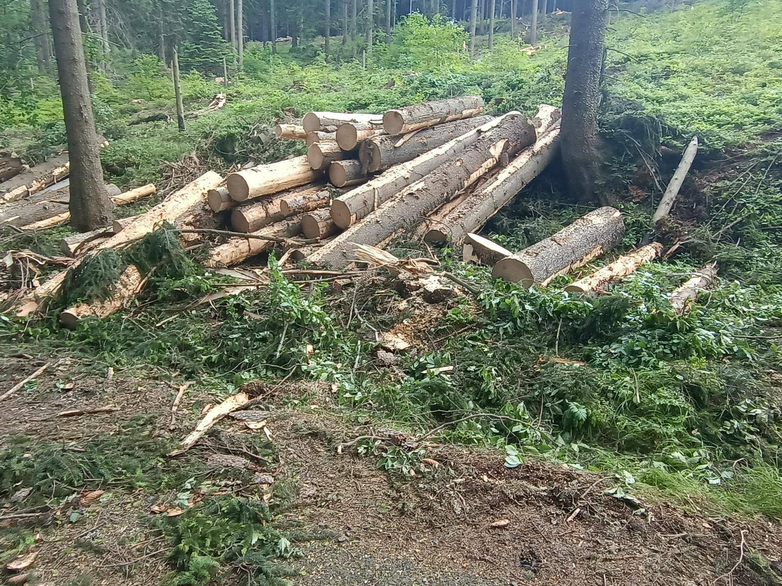 czytelnik-okaleczony-las-w-dolinie-czerwienia-116253