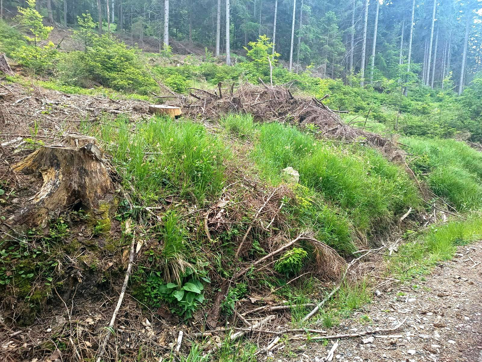 czytelnik-okaleczony-las-w-dolinie-czerwienia-116253