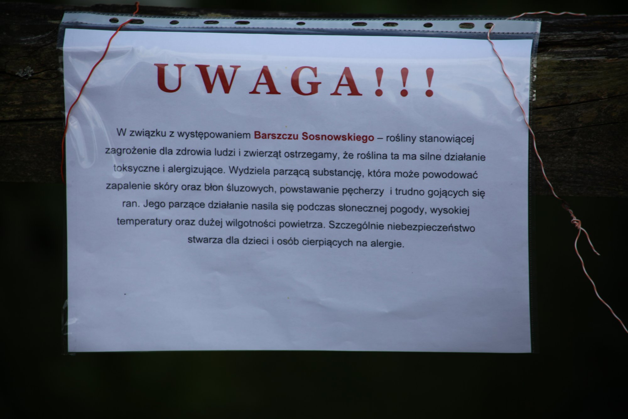 kowary-uwaga-na-barszcz-sosnowskiego-116669