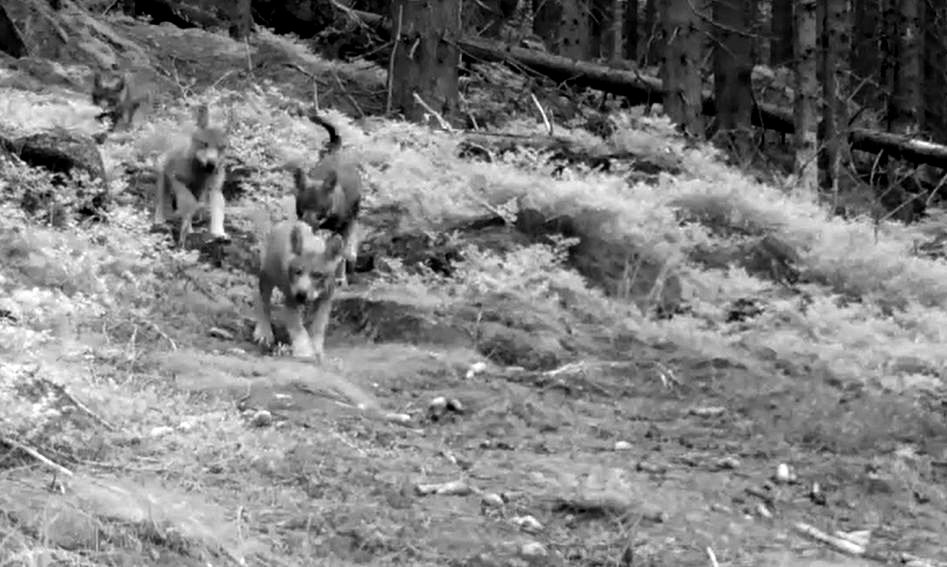 mode-wilczki-w-karkonoszach-116825