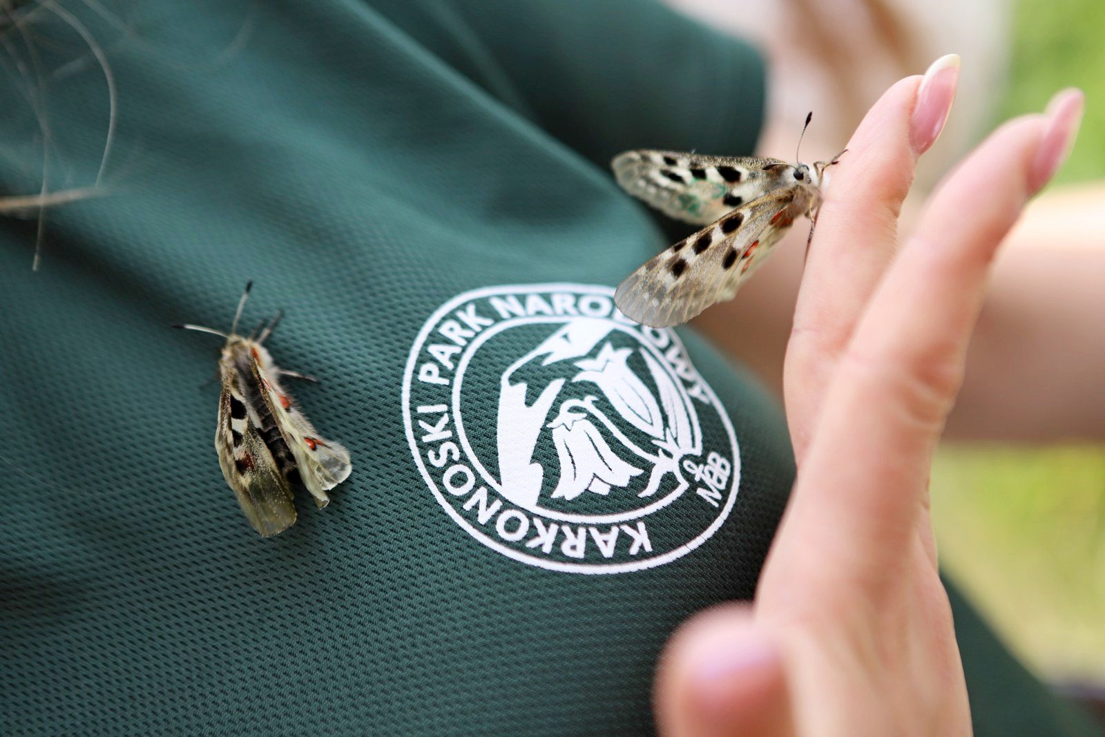 niepylaki-apollo-woko-chojnika-116915