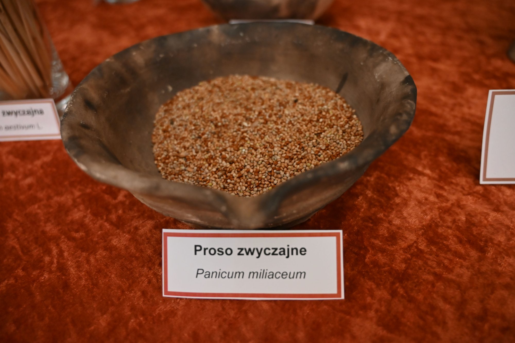 dawni-przybysze-116966