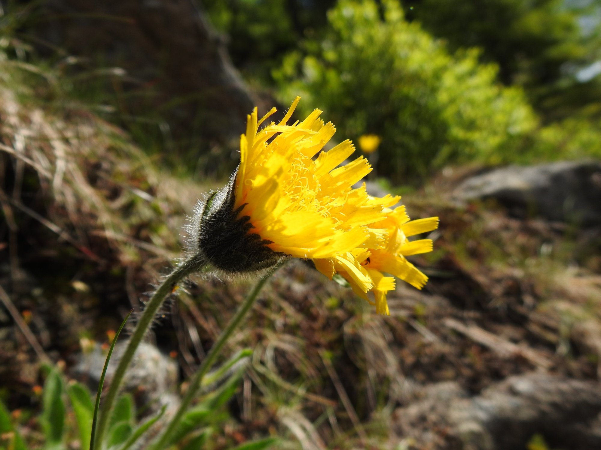botaniczne-odkrycie-w-karkonoszach-117173