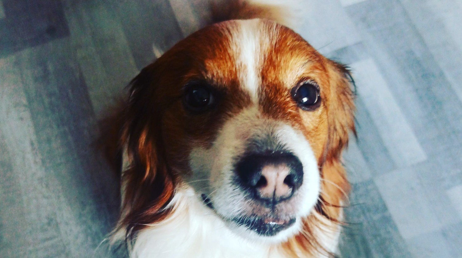 pomagamy-rocky-117992