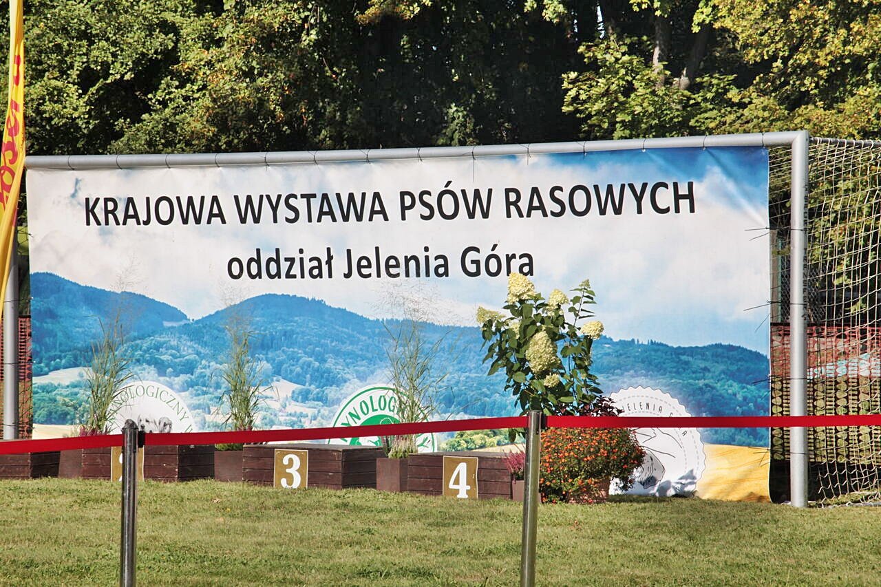 czworonogi-na-stadionie-118533