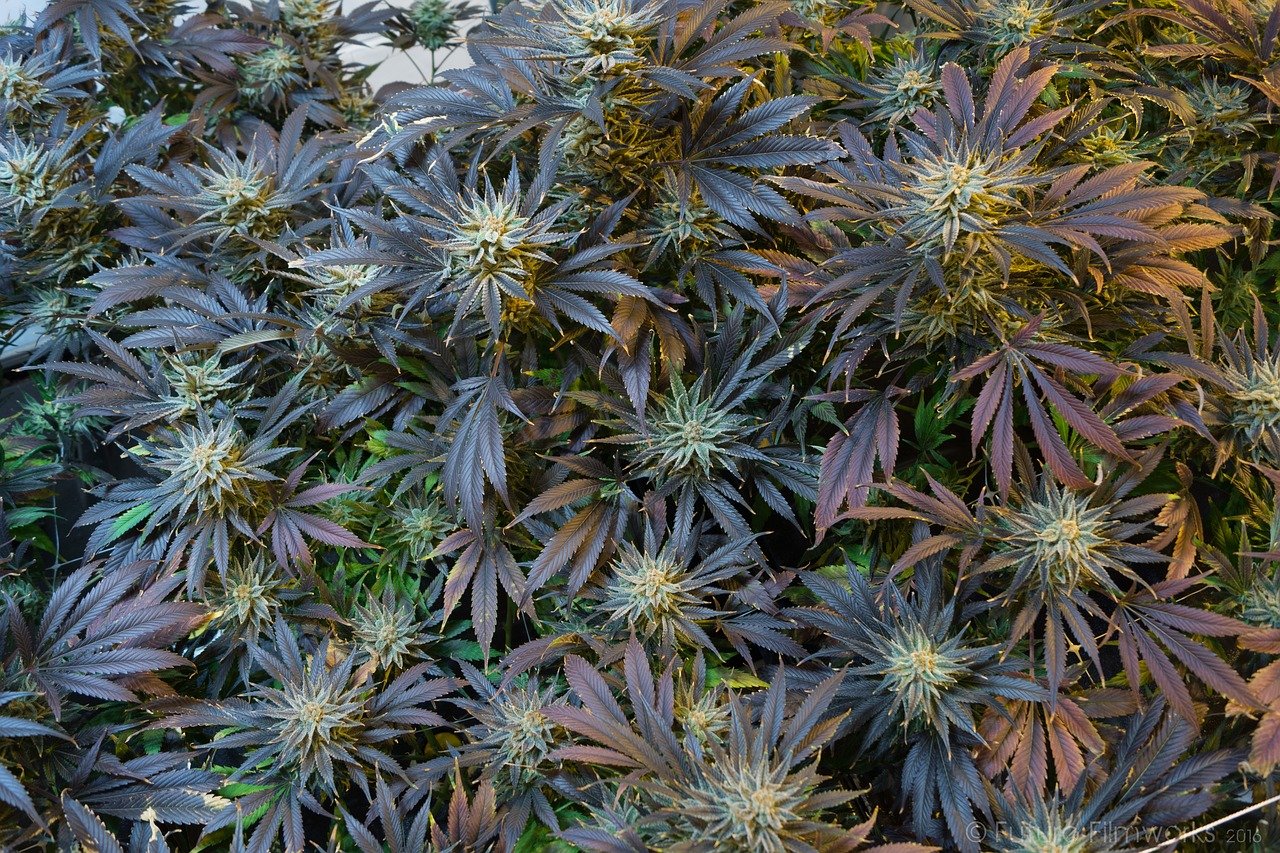 leczenie-zapalenia-trzustki-czy-medyczna-marihuana-moze-pomoc-119459