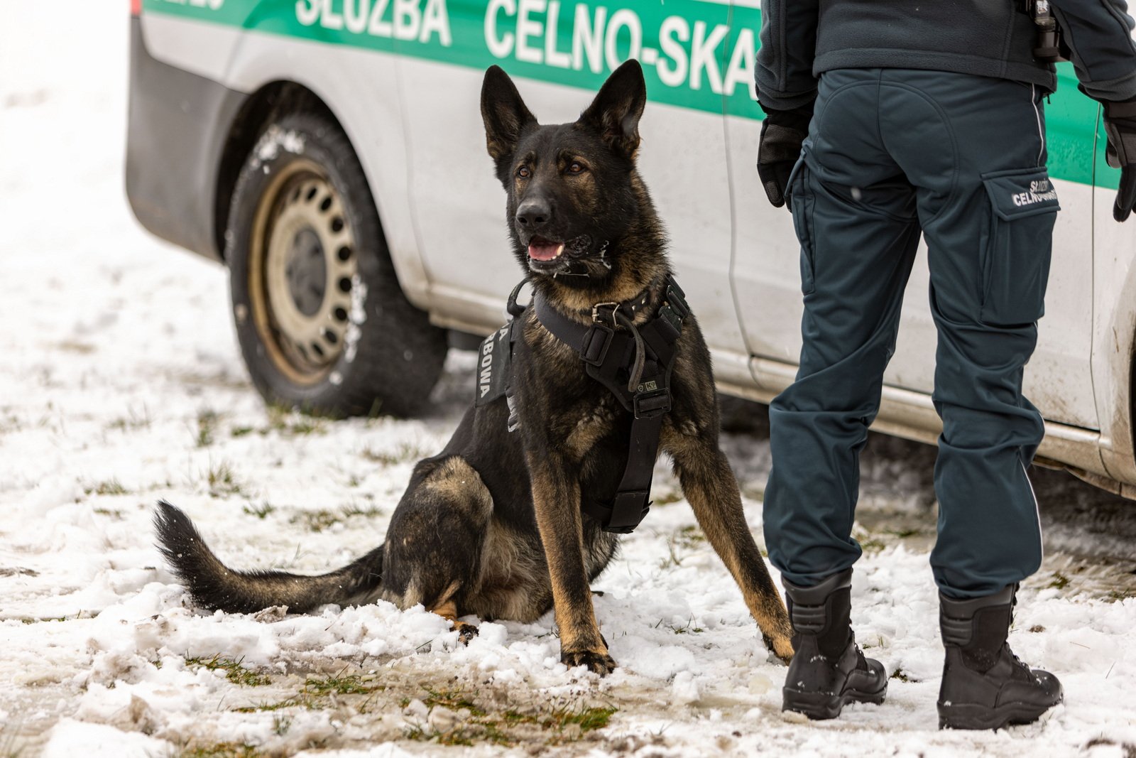 czog-na-lotnisku-120460