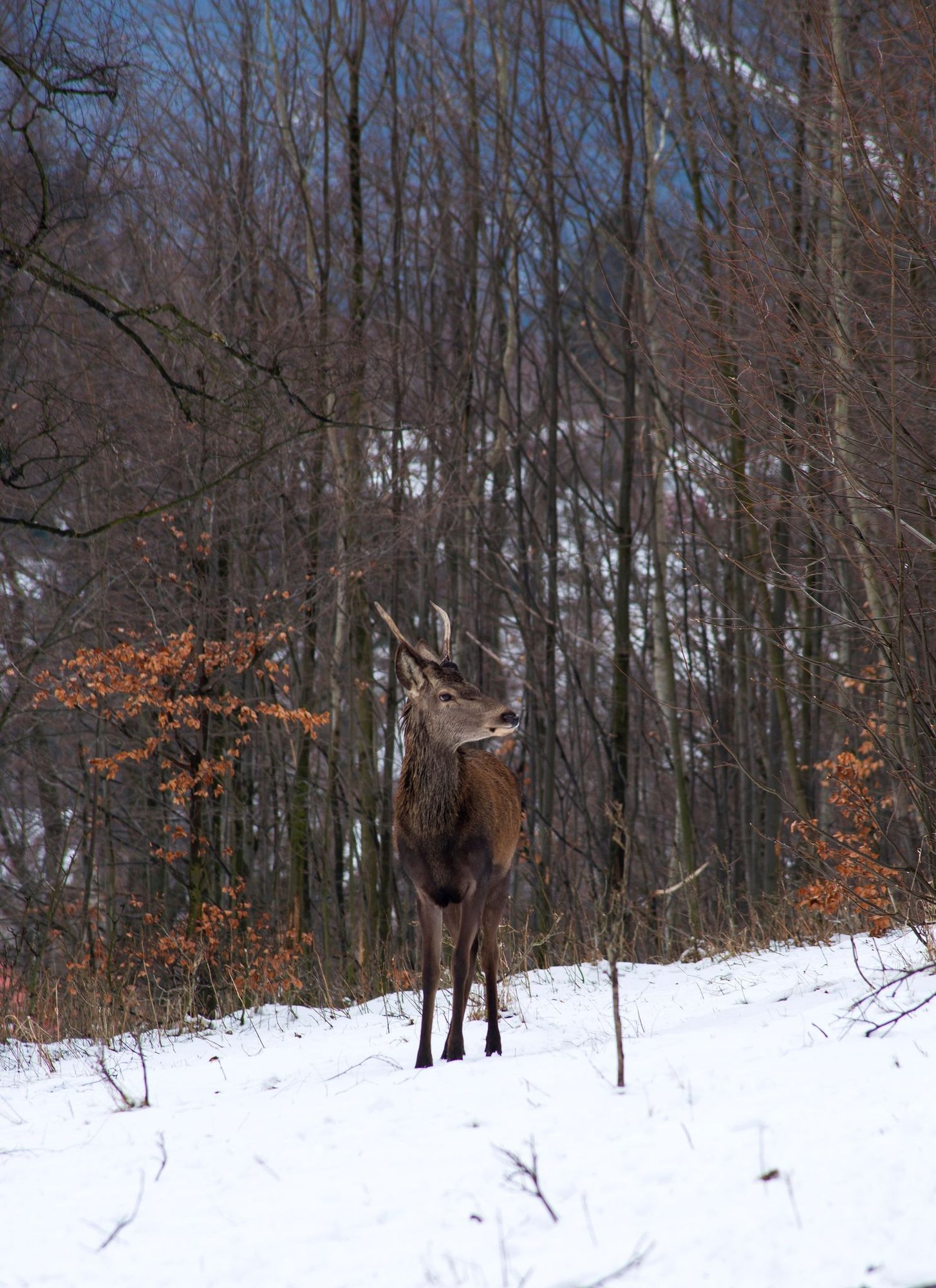 kto-zastrzeli-bartka-121130