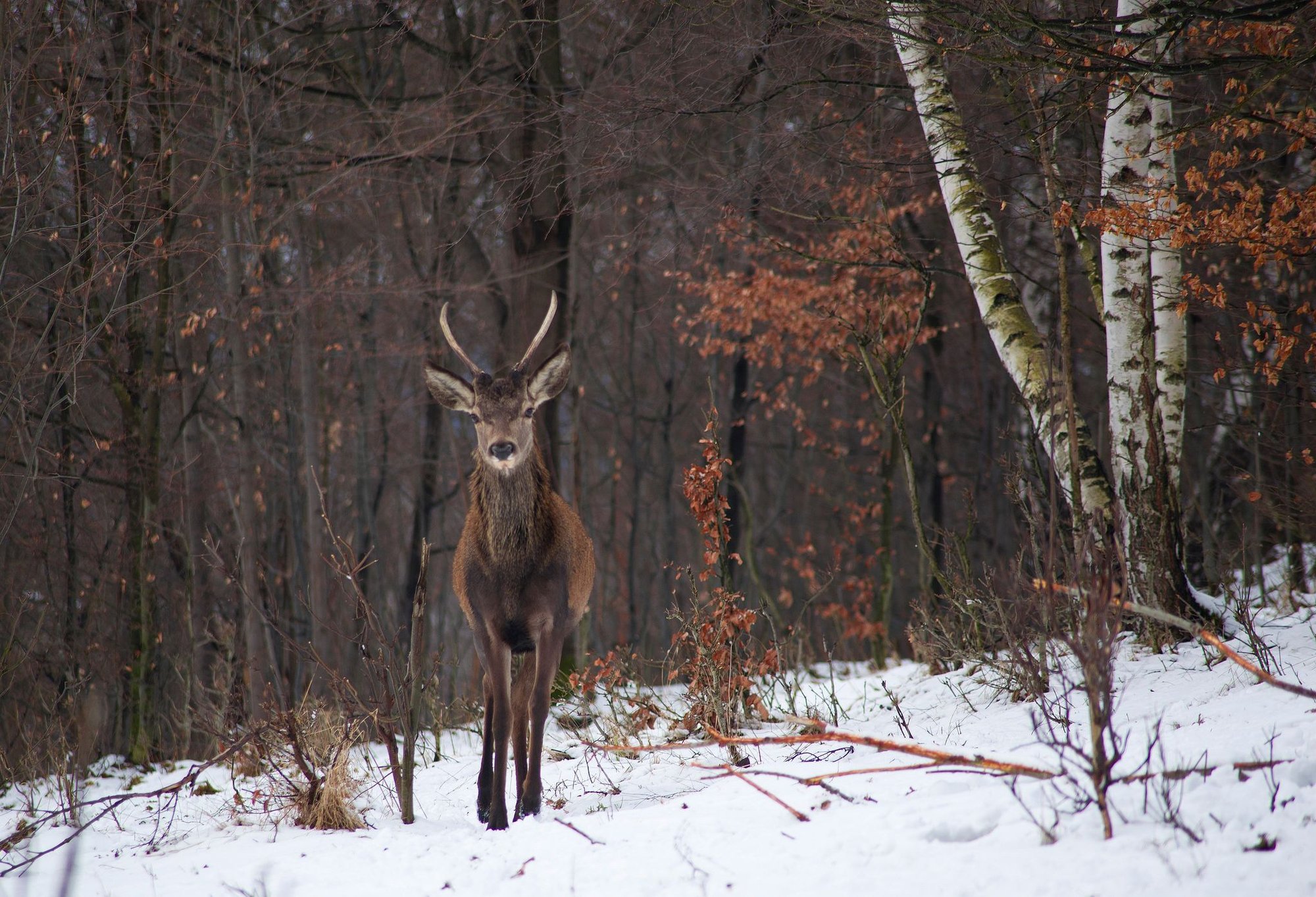 kto-zastrzeli-bartka-121130