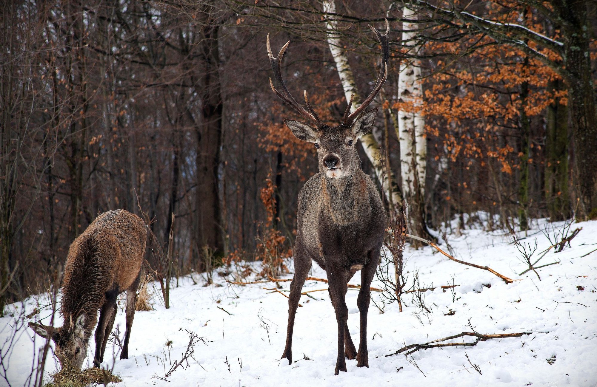 kto-zastrzeli-bartka-121130