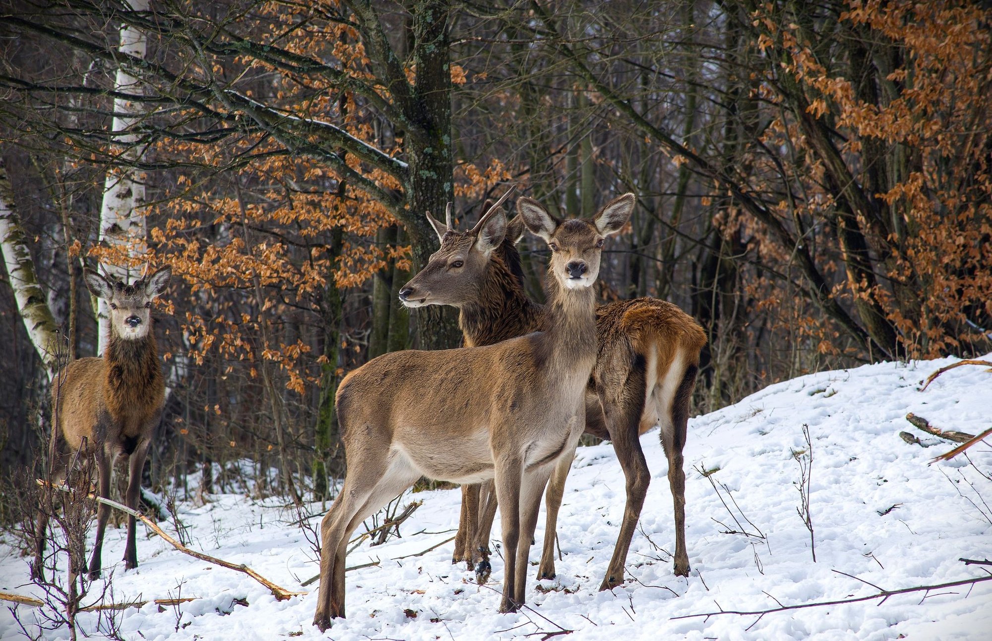 kto-zastrzeli-bartka-121130