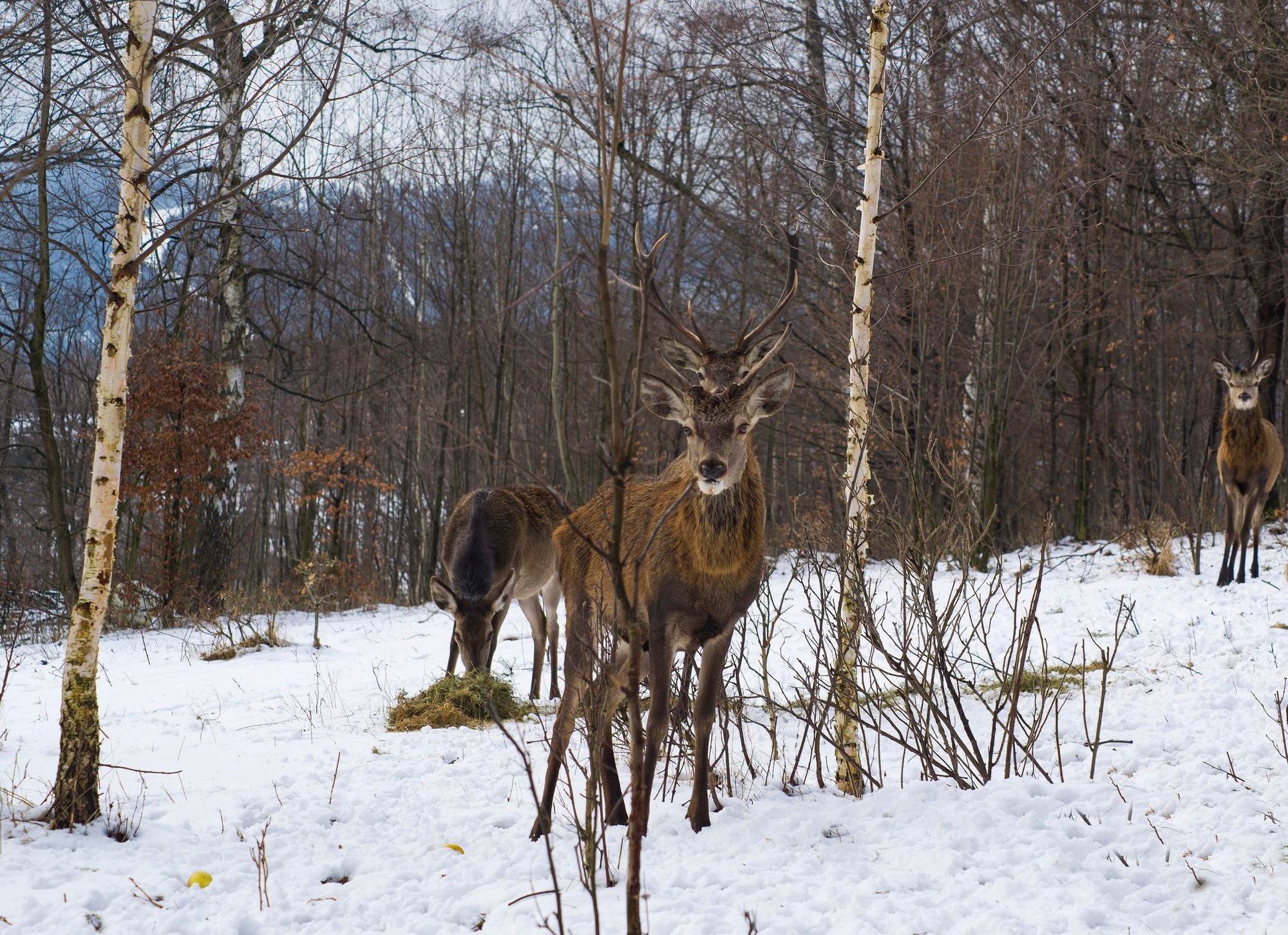 kto-zastrzeli-bartka-121130