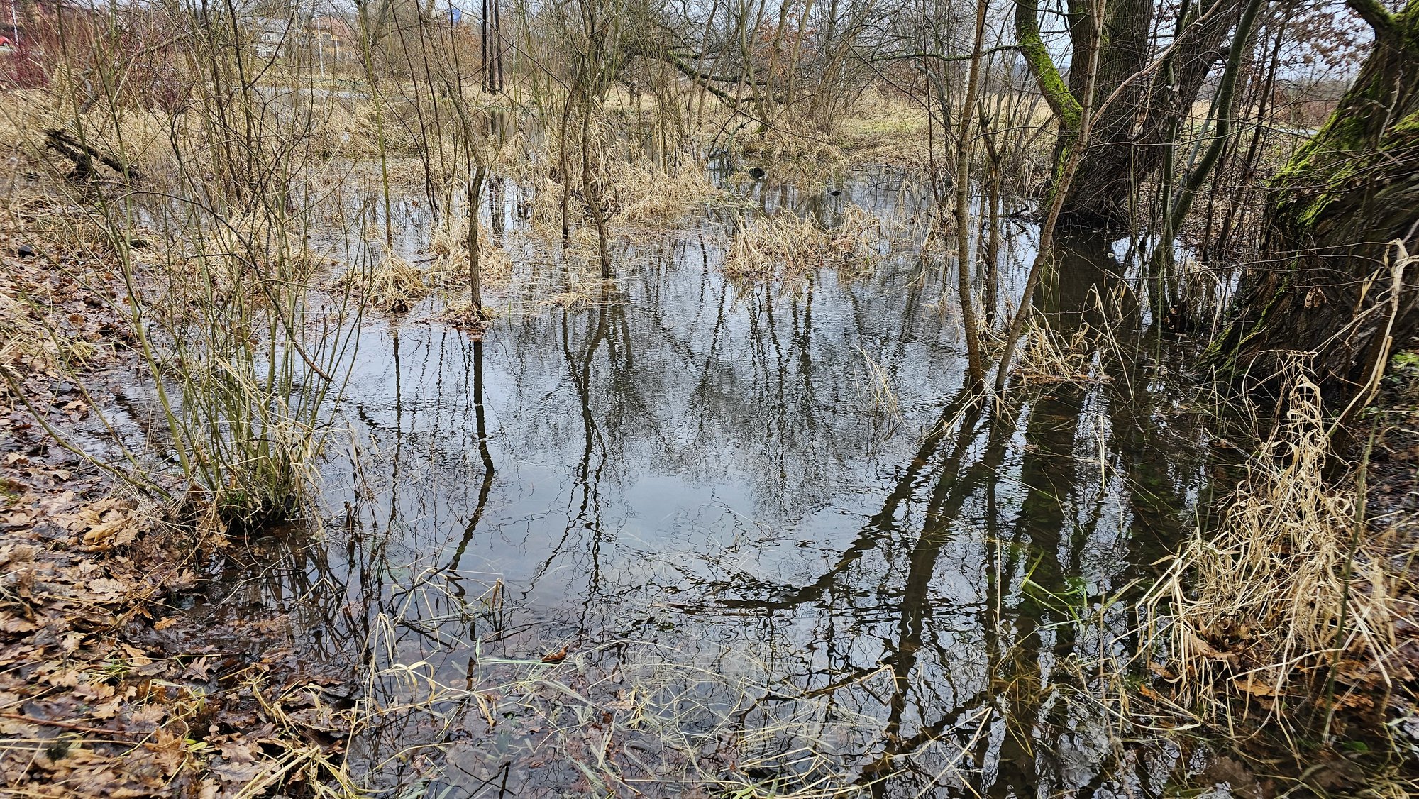 zabobrze-czesciowo-podtopione-121220