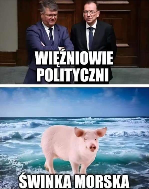tym-zyje-polska-wieden-na-topie-121804