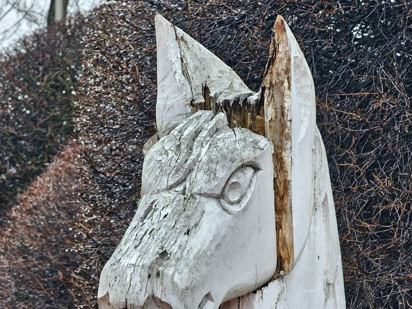 konik-bliski-zaamania-122226