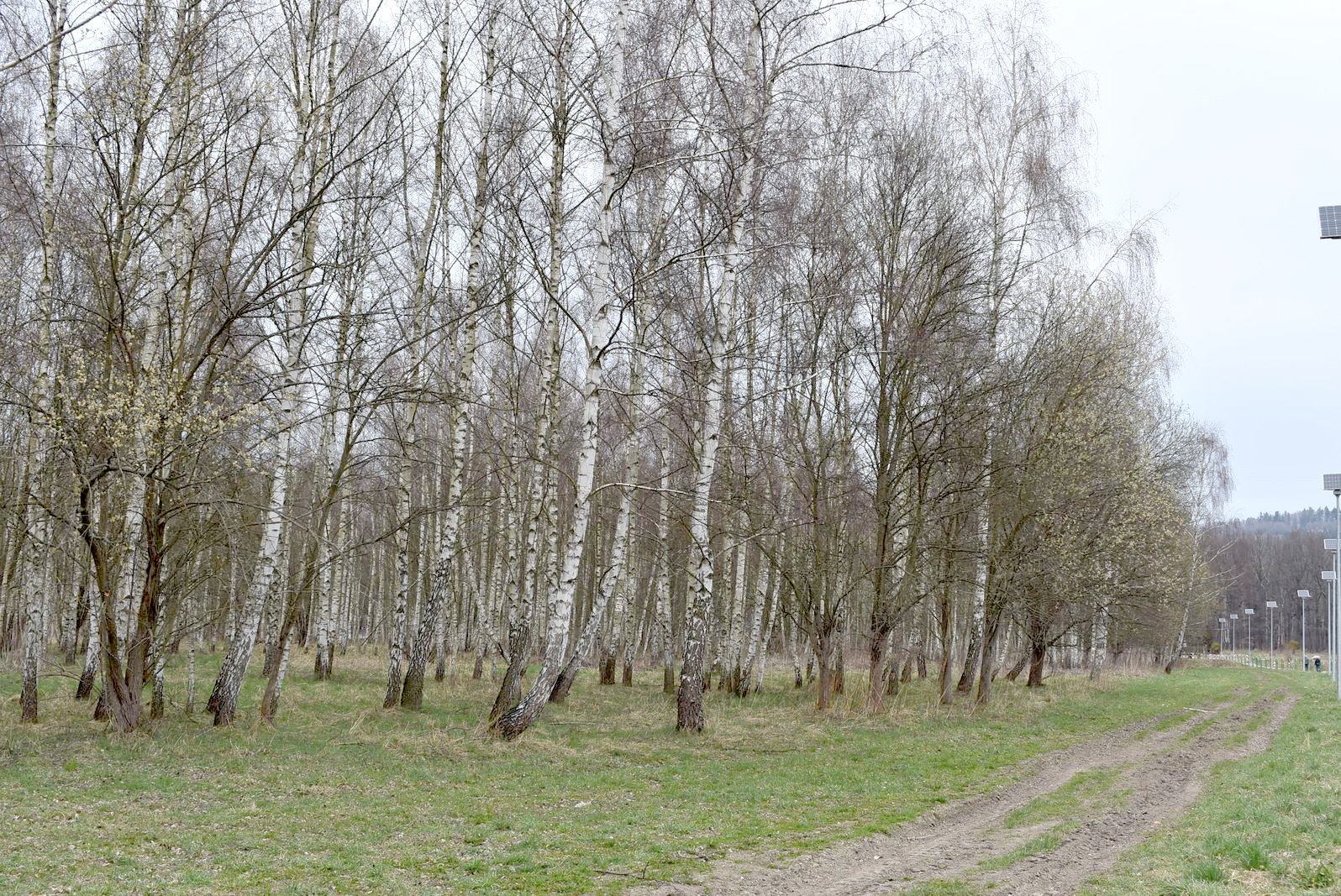 przy-stanicy-powstanie-brzozowy-zakatek-123258