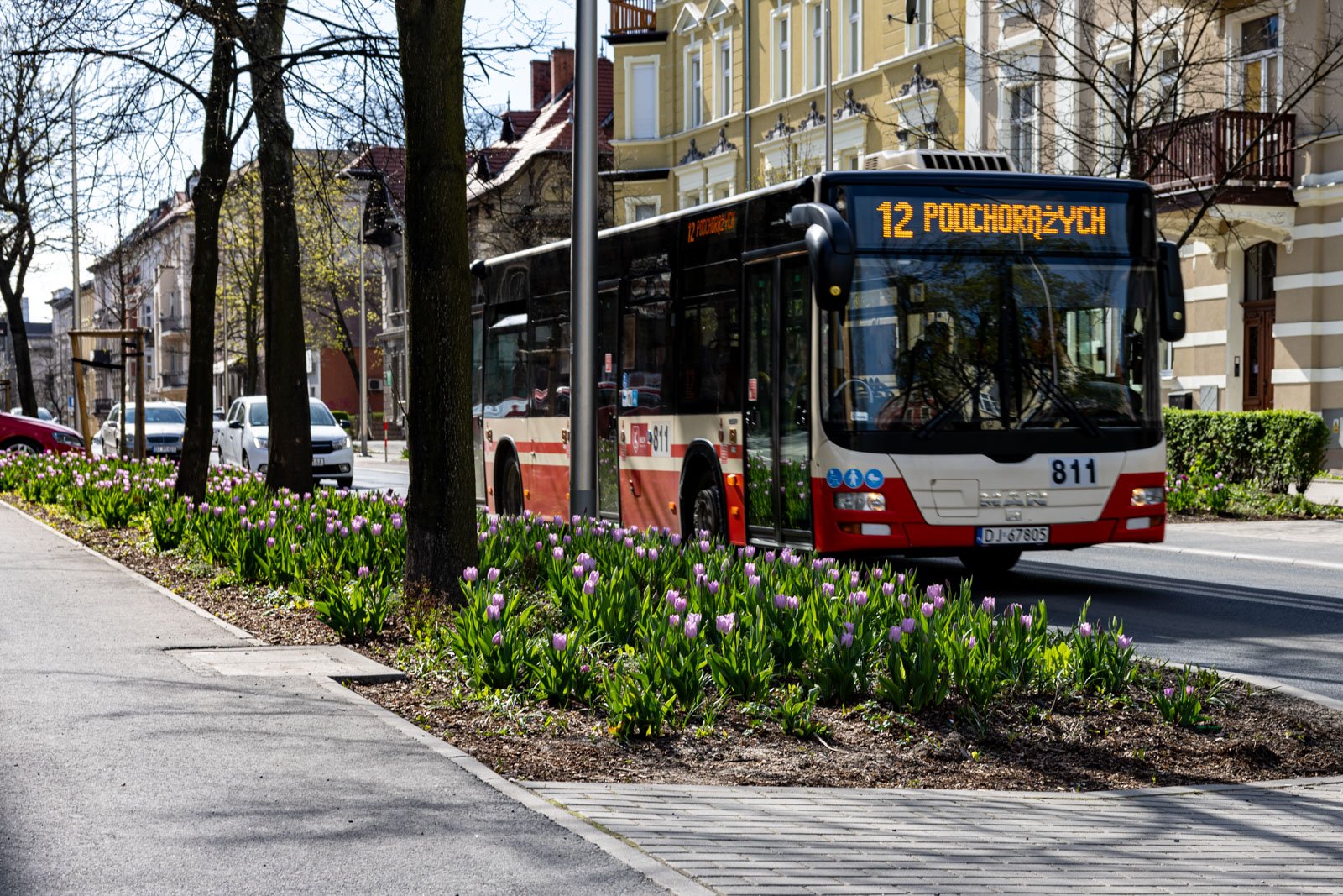 fioletowo-na-wojska-polskiego-123676