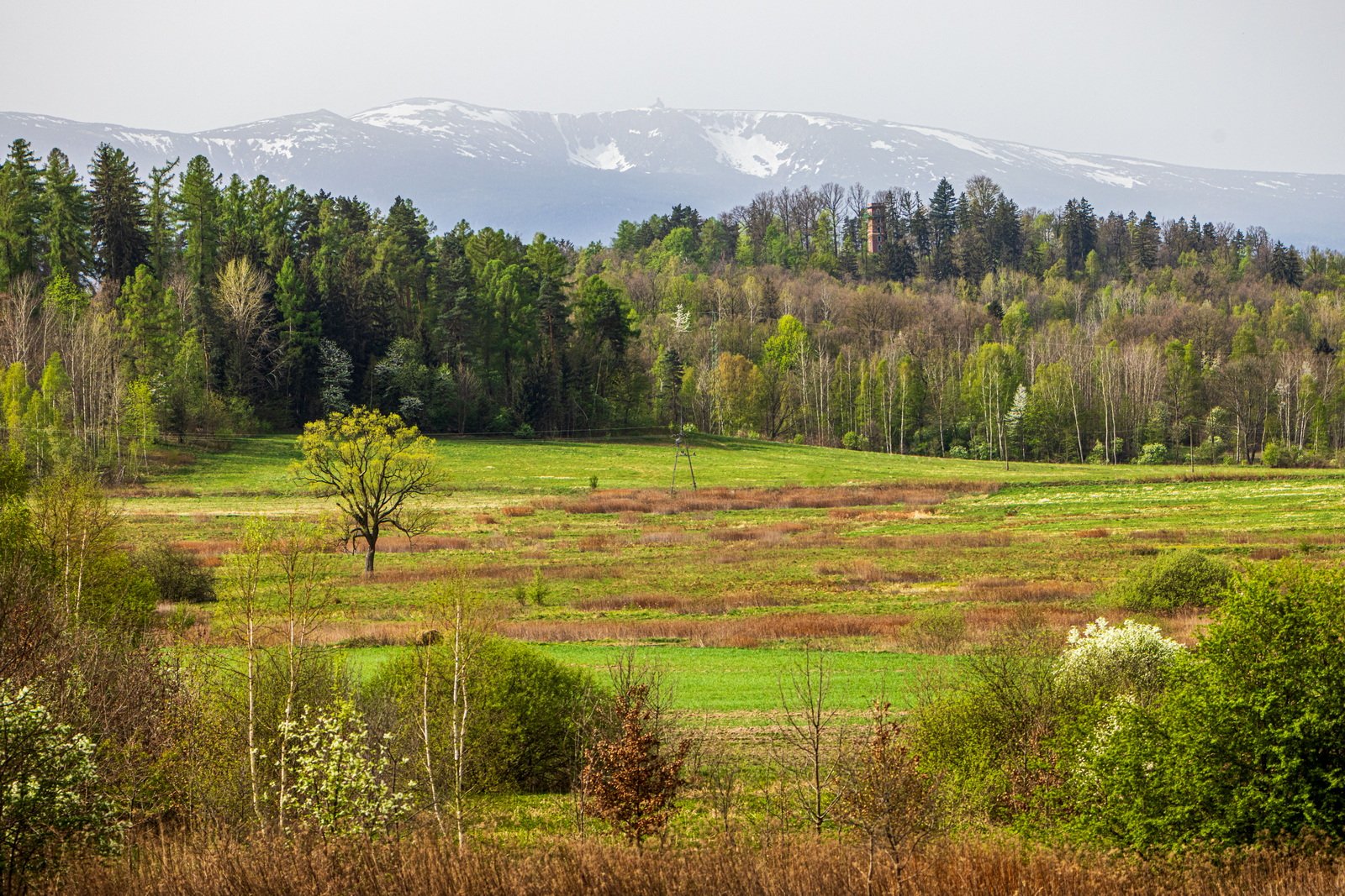 znowu-pyli-znad-sahary-123780