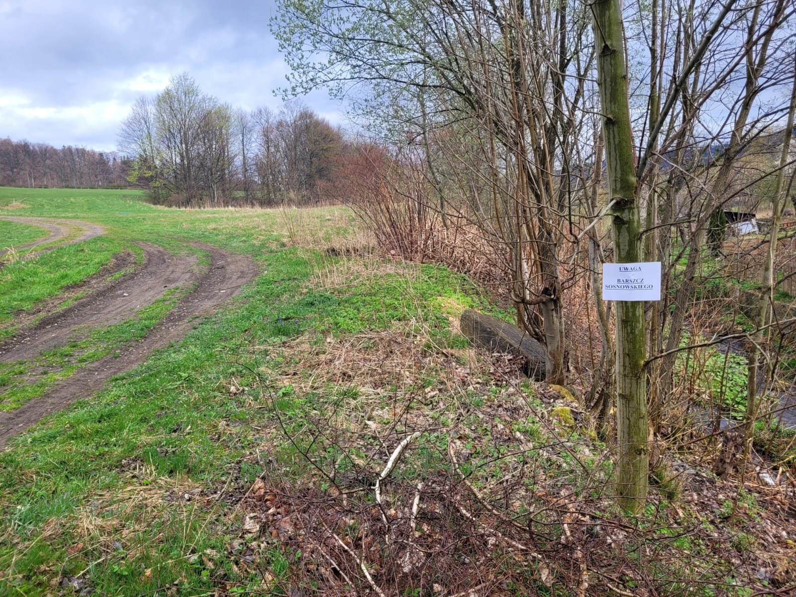 walka-z-niebezpieczna-roslina-123810