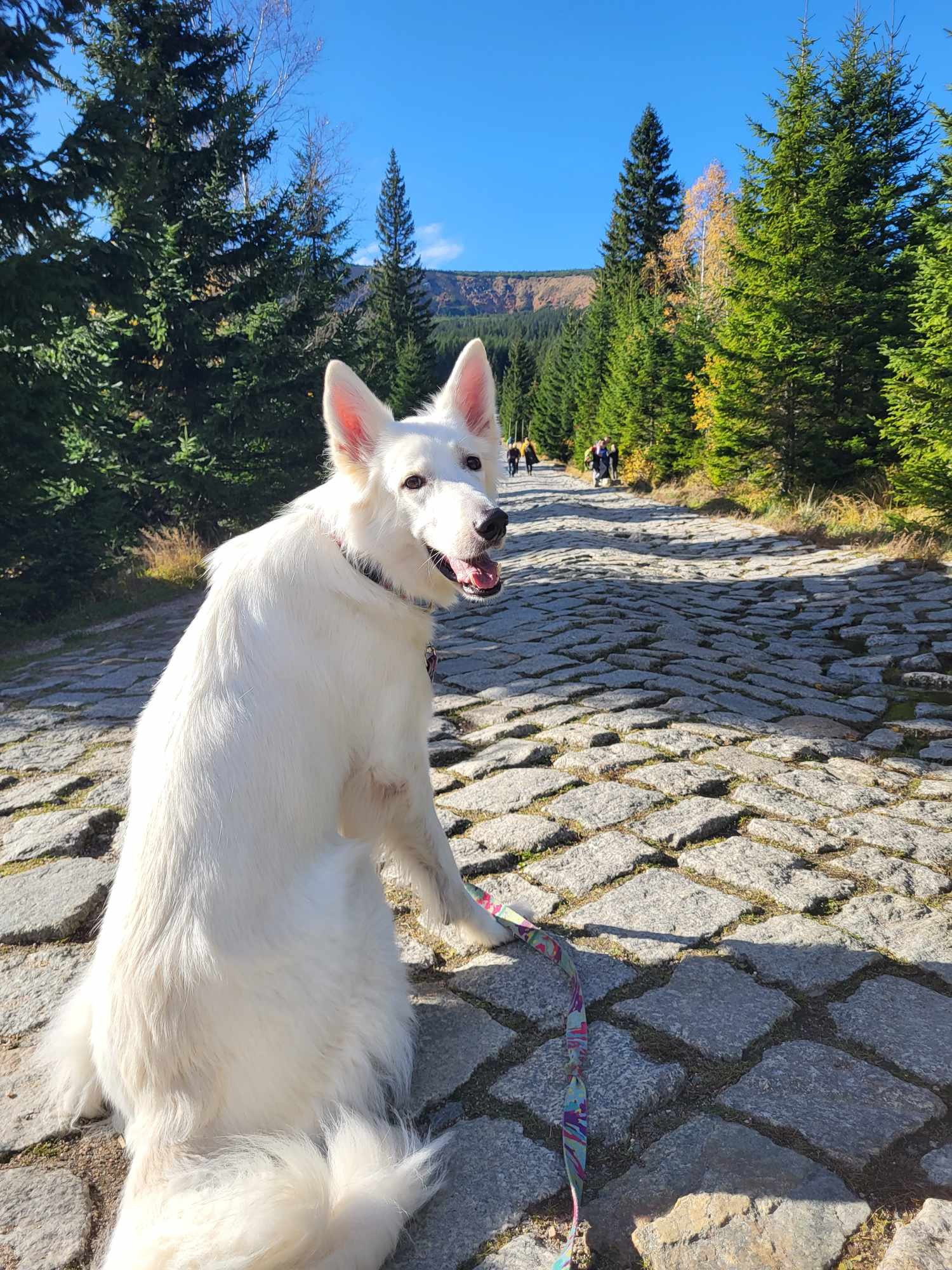 lizbonka-tez-kocha-karkonosze-123981
