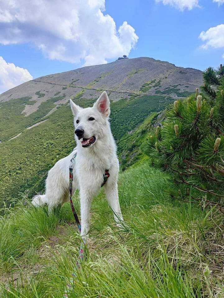 lizbonka-tez-kocha-karkonosze-123981