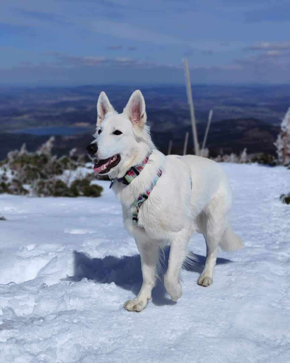 lizbonka-tez-kocha-karkonosze-123981